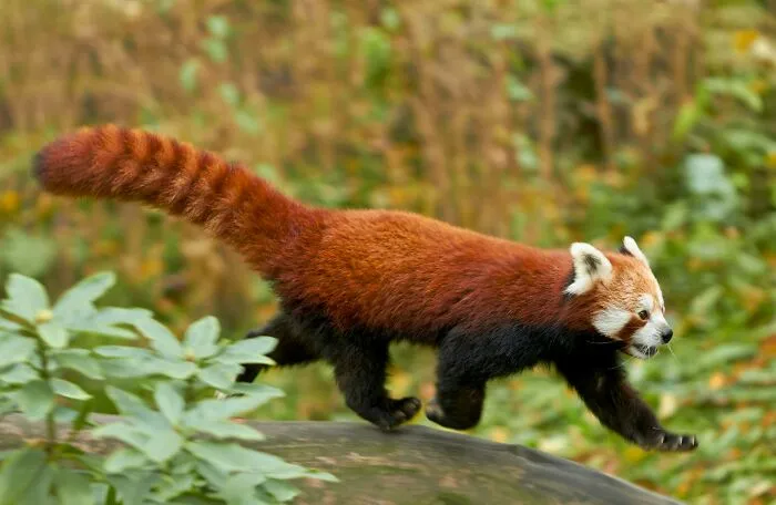 20 Adorable Zoo Animals That Are Secretly a Nightmare to Work With